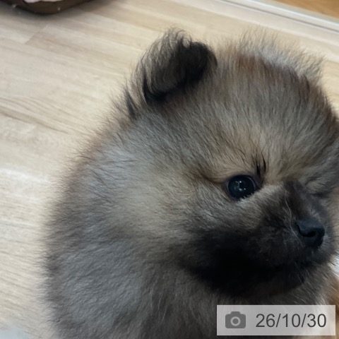ポメラニアンの写真