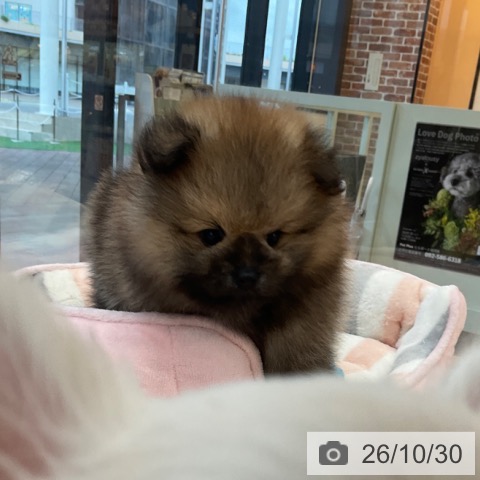 ポメラニアンの写真