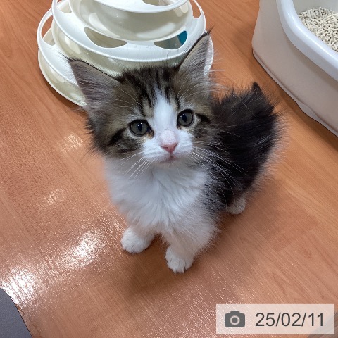 ノルウェージャンフォレストキャットの写真