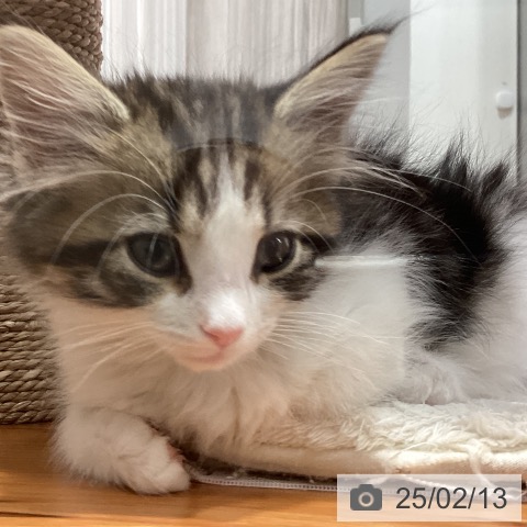 ノルウェージャンフォレストキャットの写真