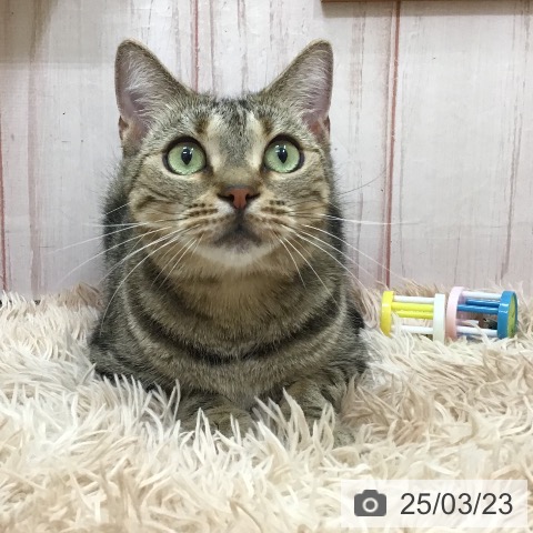 アメリカンショートヘアの写真