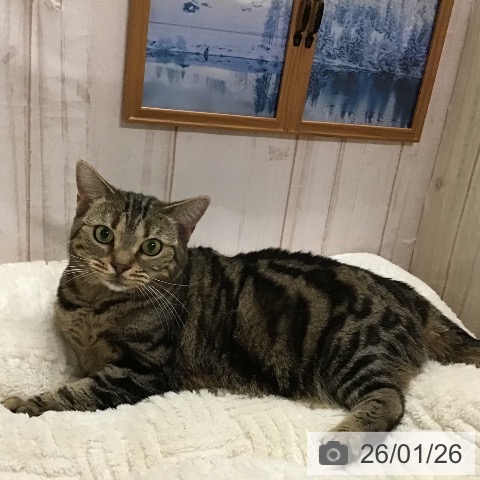 アメリカンショートヘアの写真