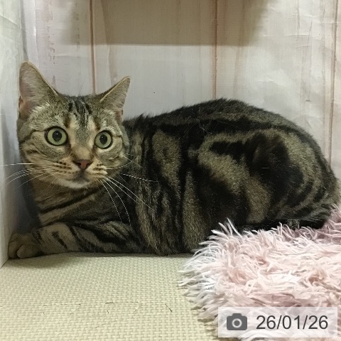 アメリカンショートヘアの写真