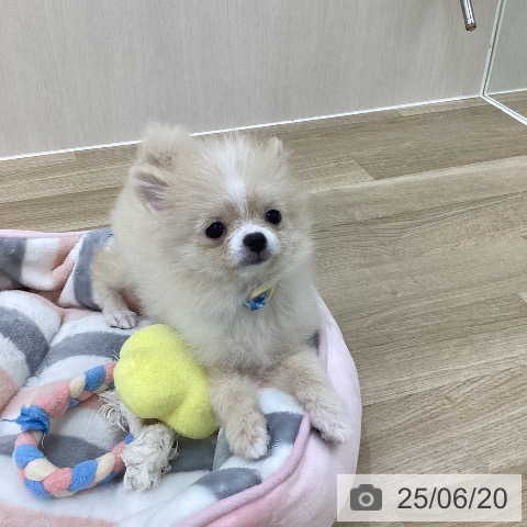 ポメラニアンの写真