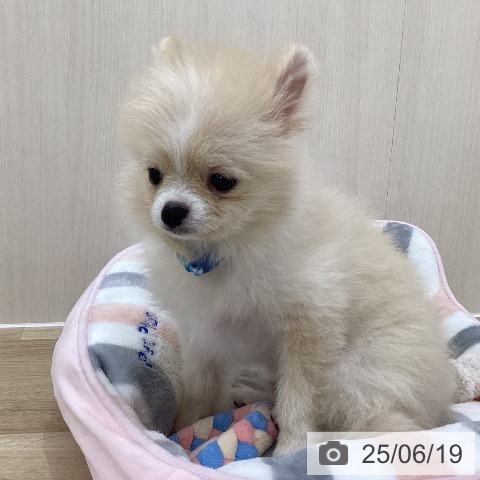ポメラニアンの写真