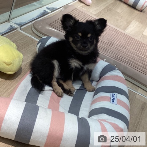チワワの写真
