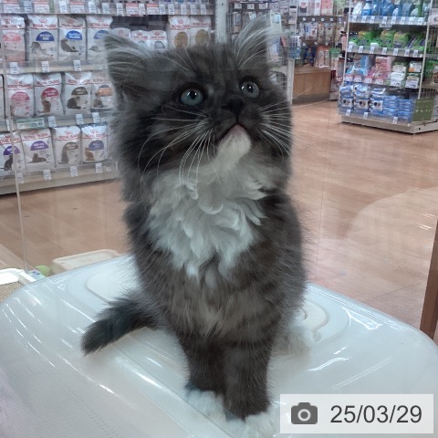 ラガマフィンの写真