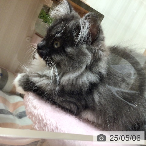 ラガマフィンの写真