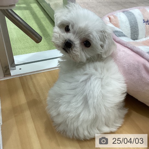 マルチーズの写真