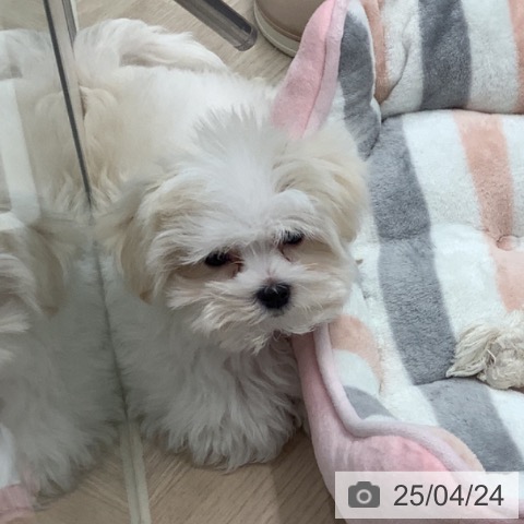 マルチーズの写真