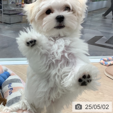 マルチーズの写真