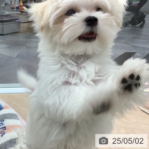 マルチーズの写真