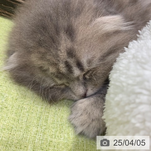スコティッシュフォールドの写真