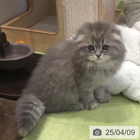 スコティッシュフォールドの写真