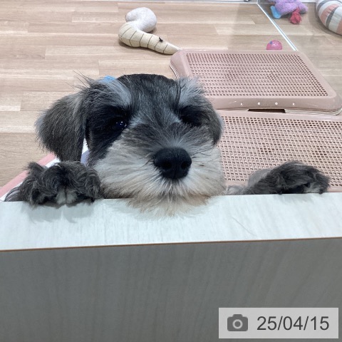 ミニチュア・シュナウザーの写真