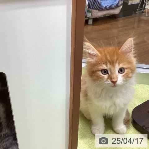 ノルウェージャンフォレストキャットの写真