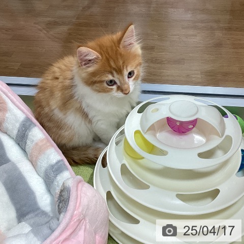 ノルウェージャンフォレストキャットの写真