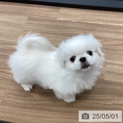 ペキニーズの写真