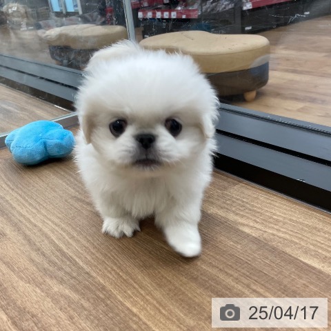 ペキニーズの写真