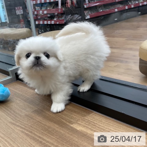 ペキニーズの写真