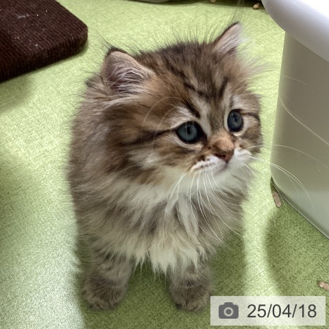 ラガマフィンの写真