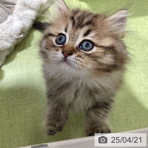 ラガマフィンの写真