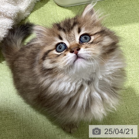 ラガマフィンの写真