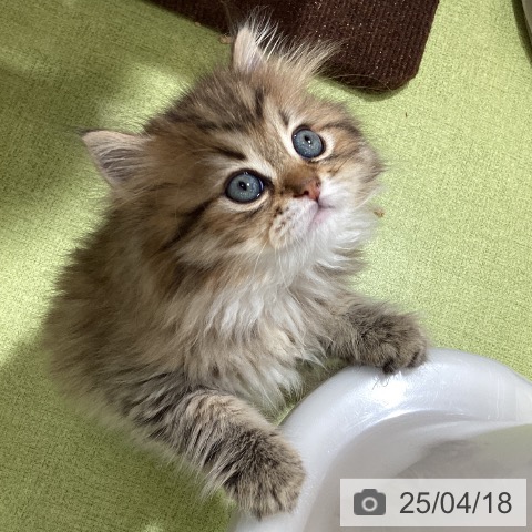 ラガマフィンの写真