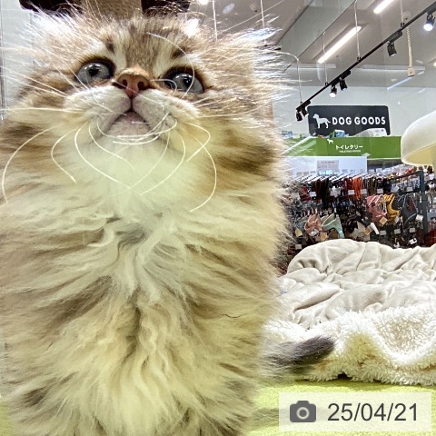 ラガマフィンの写真