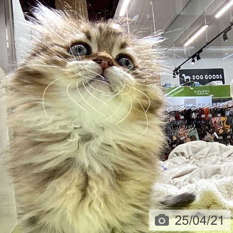 ラガマフィンの写真