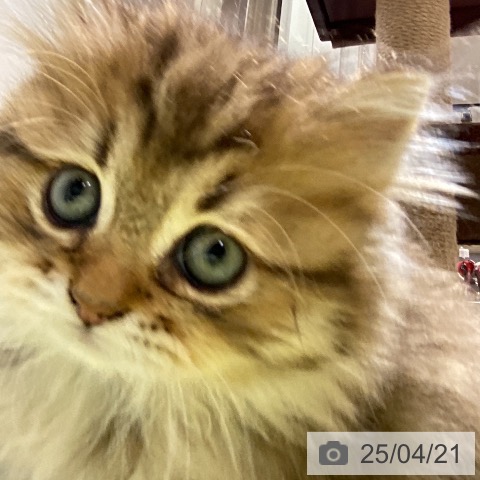 ラガマフィンの写真