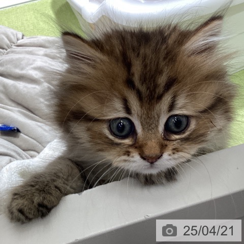 ラガマフィンの写真