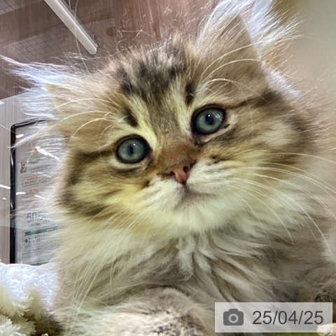 ラガマフィンの写真