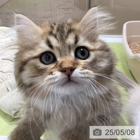 ラガマフィンの写真