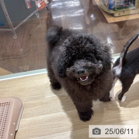 トイ・プードルの写真