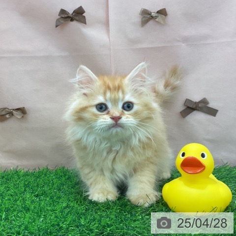 ラガマフィンの写真