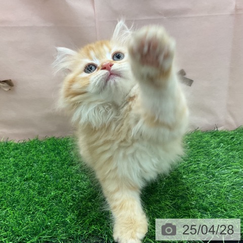 ラガマフィンの写真