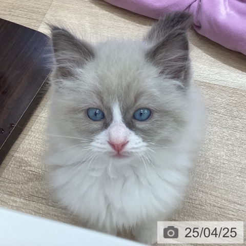 ラグドールの写真