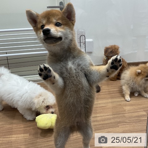 柴の写真