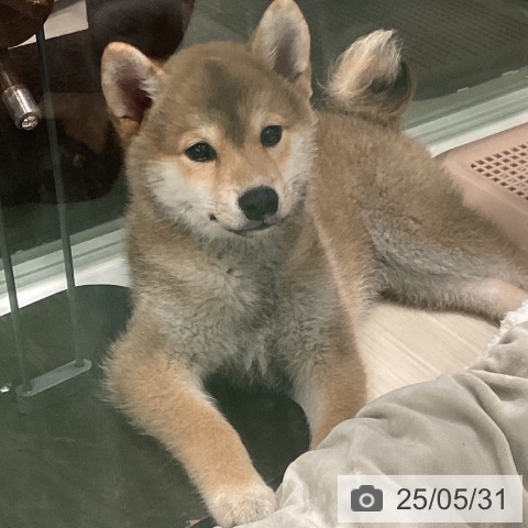 柴の写真