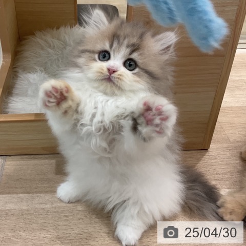 ミヌエットの写真