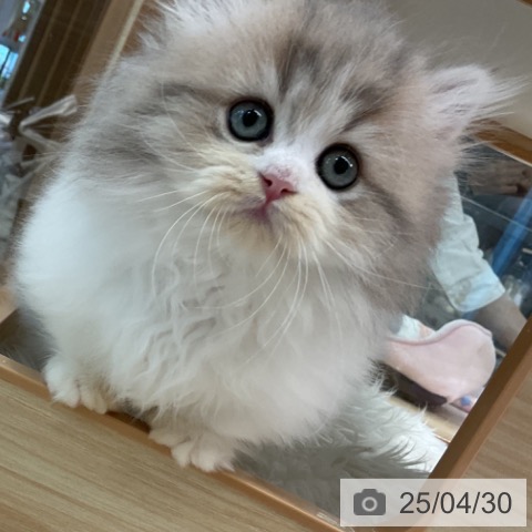 ミヌエットの写真