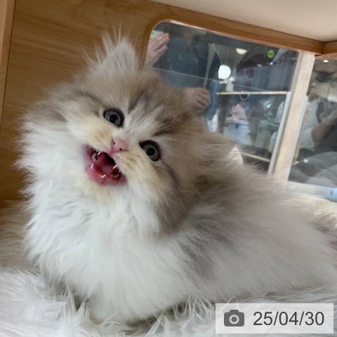 ミヌエットの写真