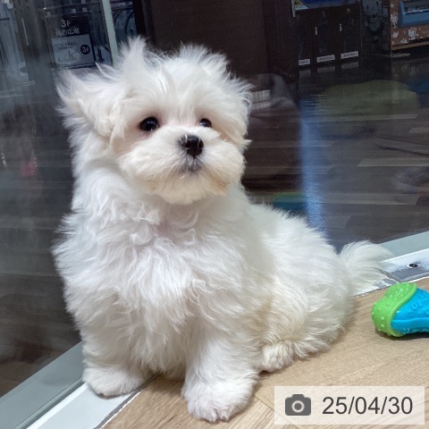 マルチーズの写真
