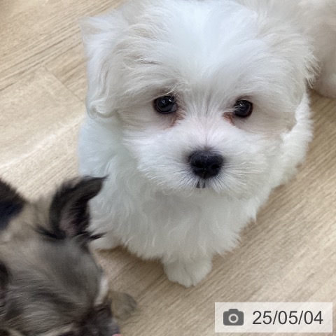 マルチーズの写真