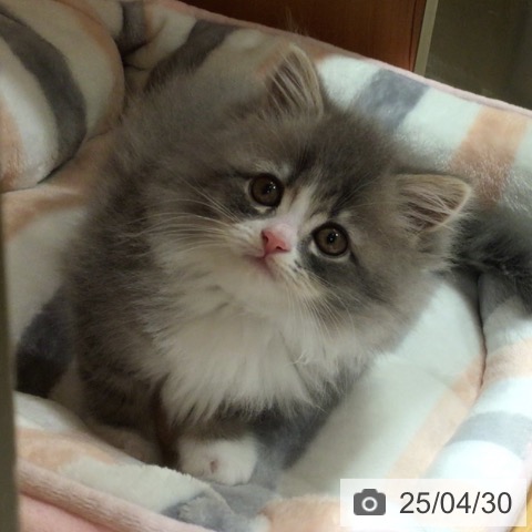 サイベリアンの写真