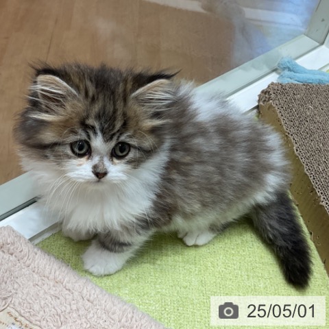 サイベリアンの写真