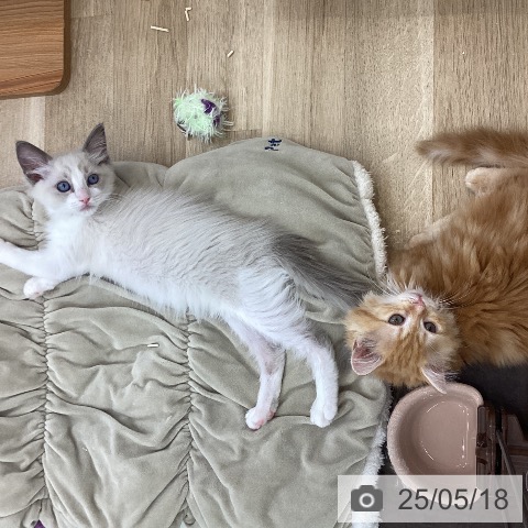 ラガマフィンの写真