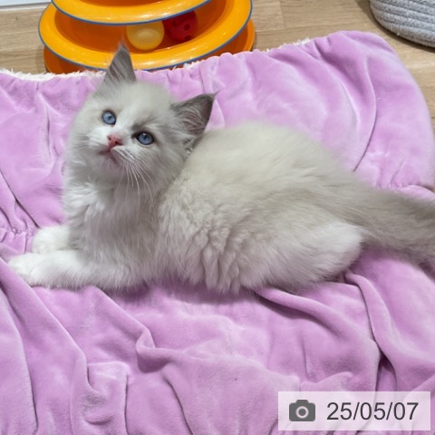 ラグドールの写真