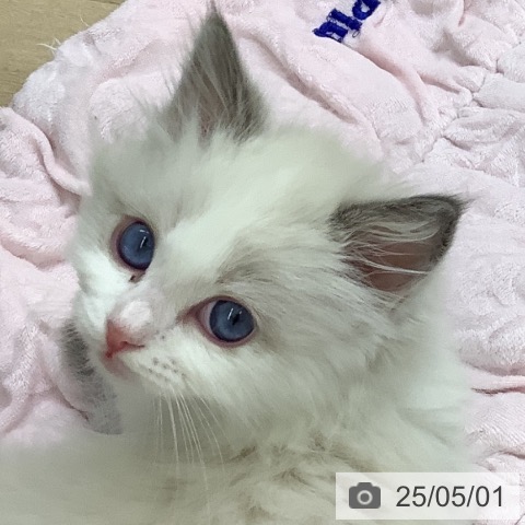 ラグドールの写真